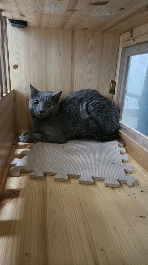 종료(입양) 러시안…