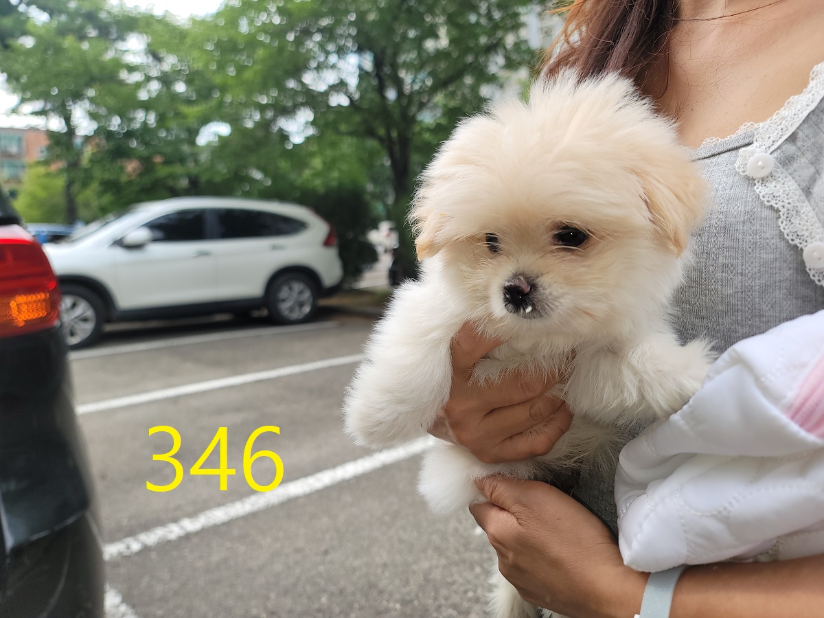 종료(입양) 믹스견…
