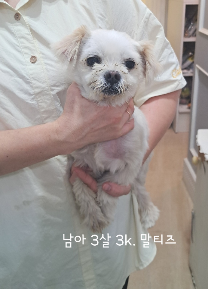 보호중 말티즈의 가…