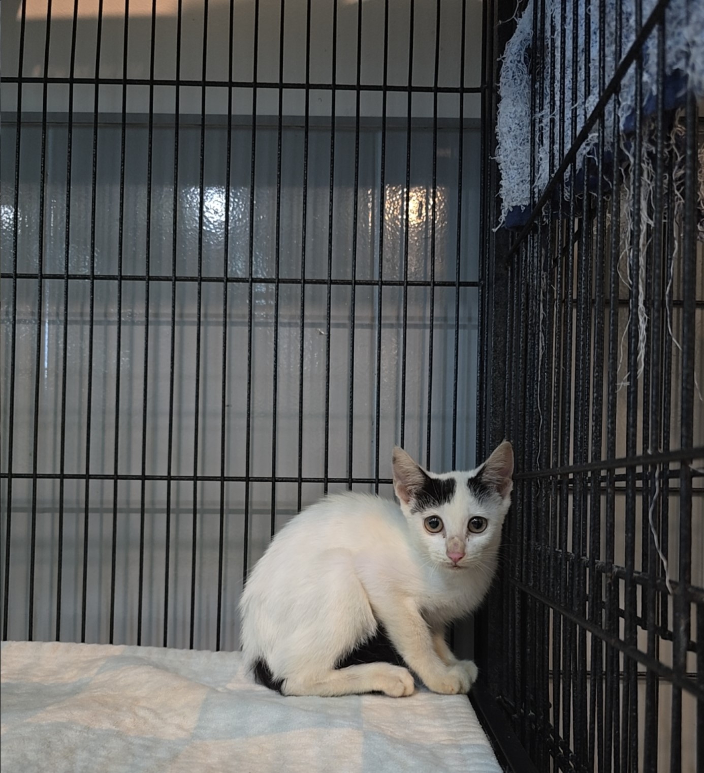 군산유기동물보호센터_445467202501502