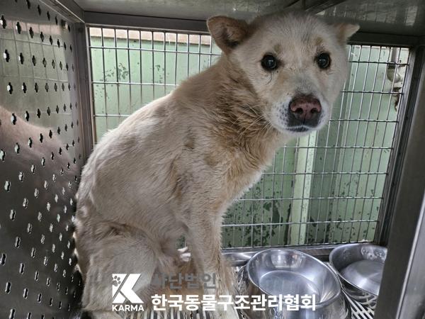 종료(안락사) 믹스…