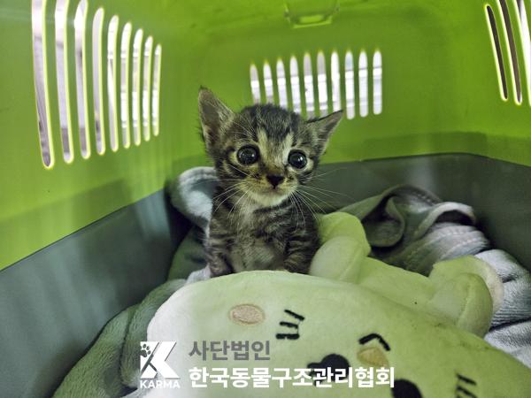 종료(자연사) 한국…