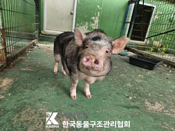 보호중 기타축종의 …