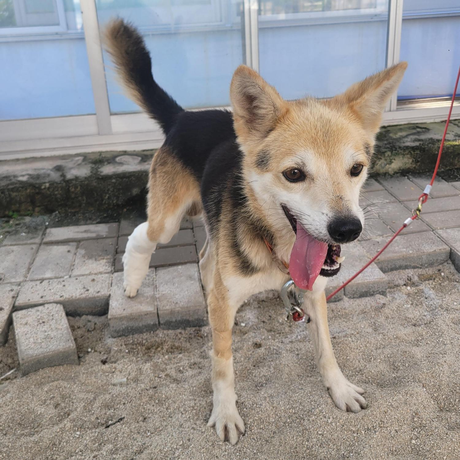 사천시 동물보호센터_448534202501408