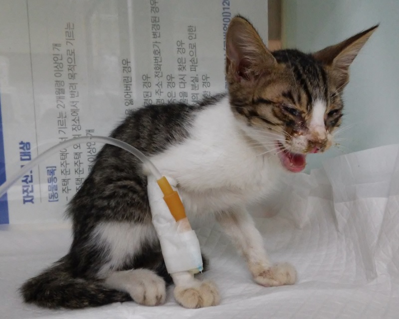 보호중 한국 고양이…