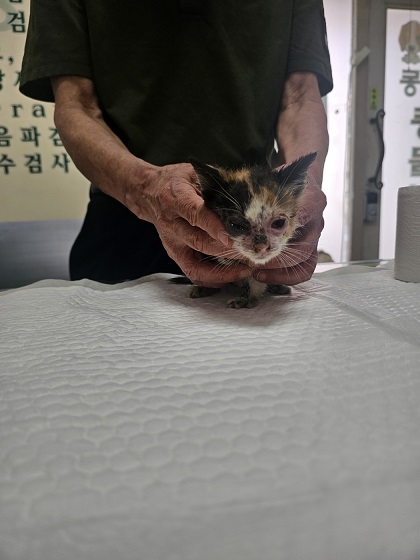 경동동물병원_428349202500676