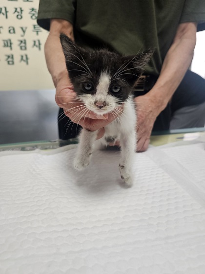 종료(자연사) 한국…