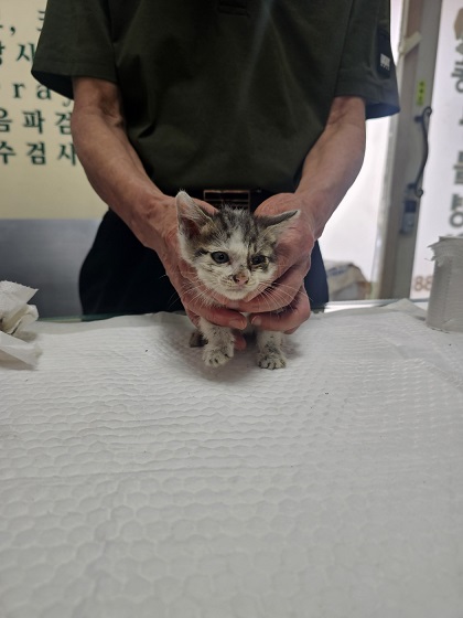 종료(자연사) 한국…
