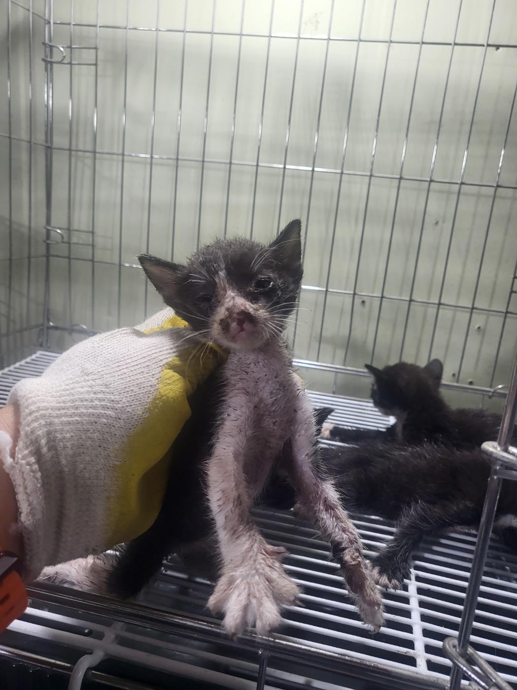 종료(자연사) 한국…