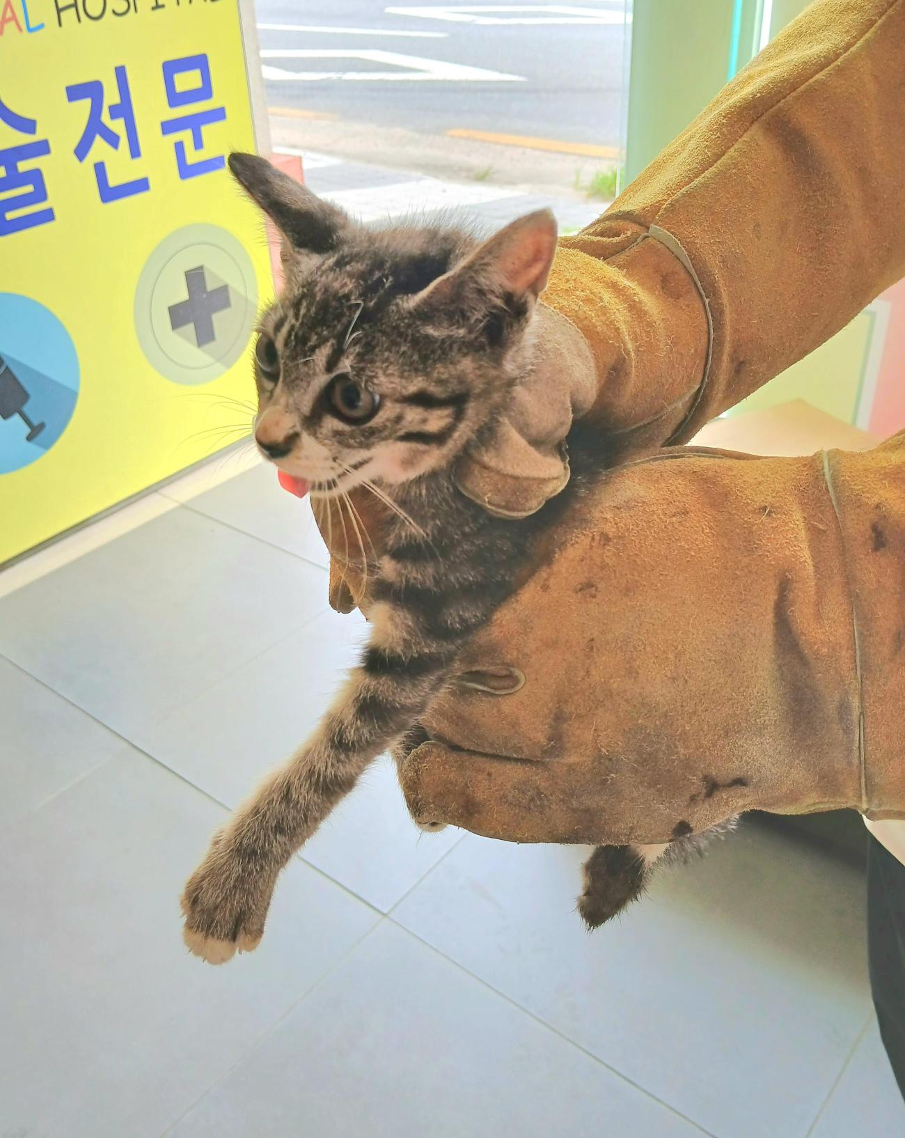 금왕동물병원_443447202500898