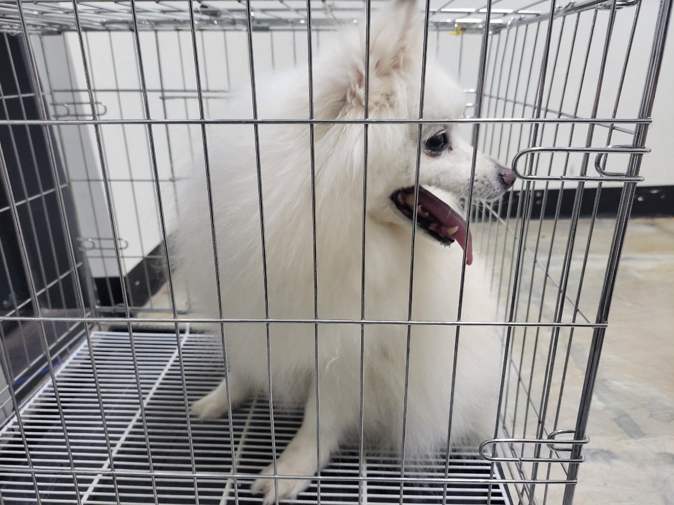 고양시동물보호센터_441394202501564