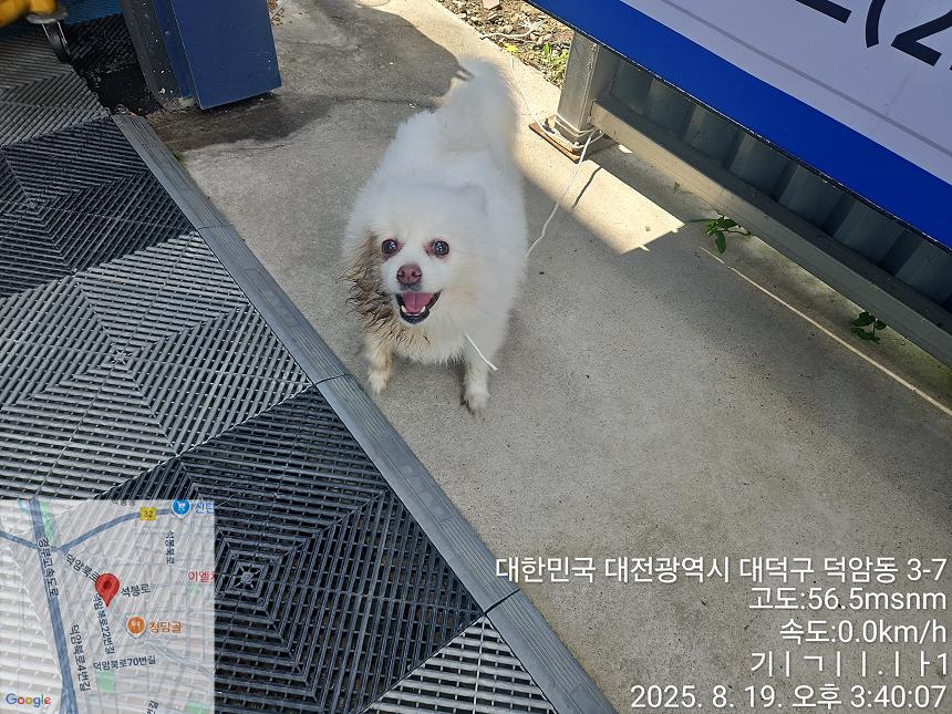 종료(반환) 포메라…
