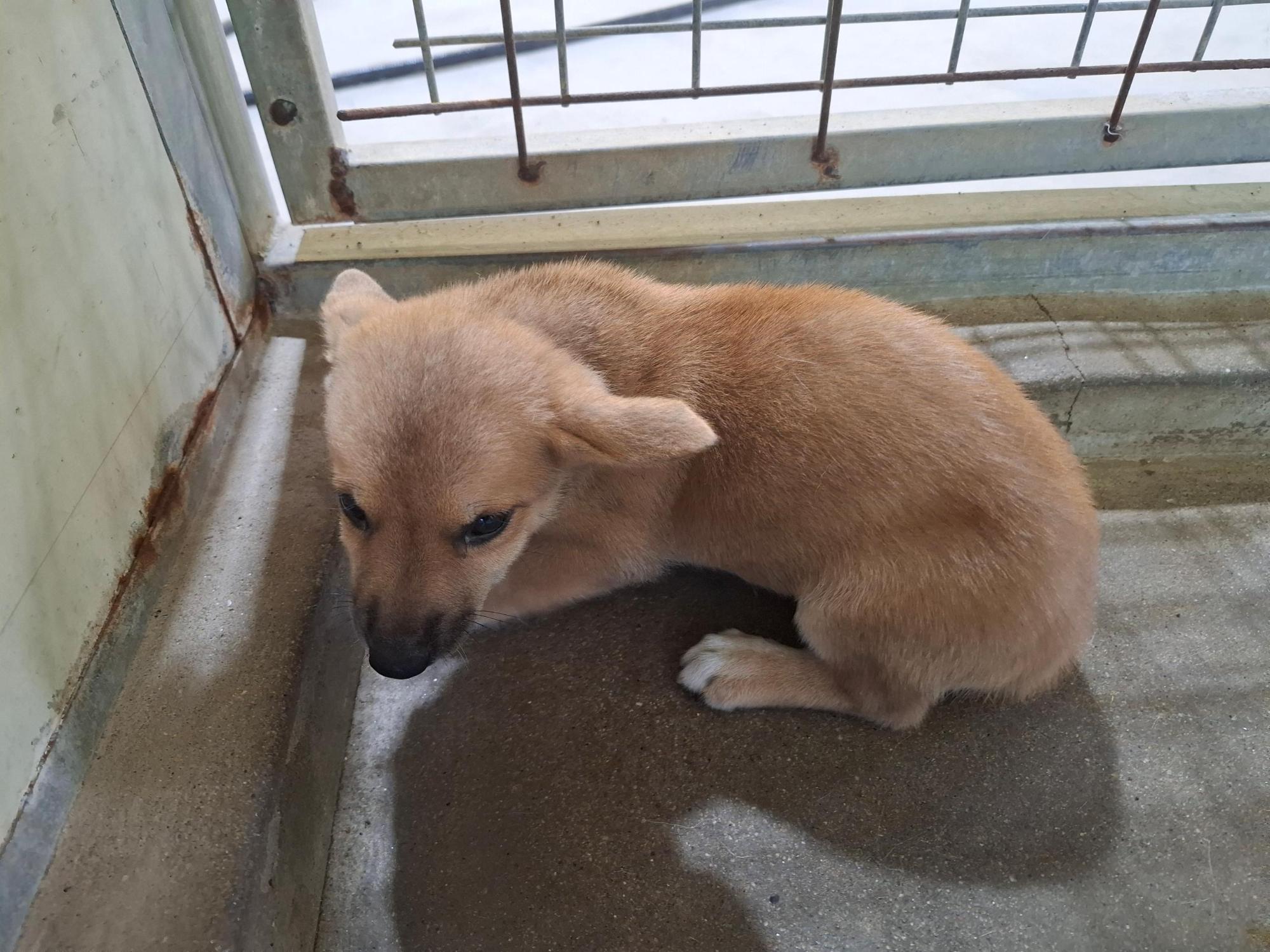 고흥군임시보호센터_446488202500235