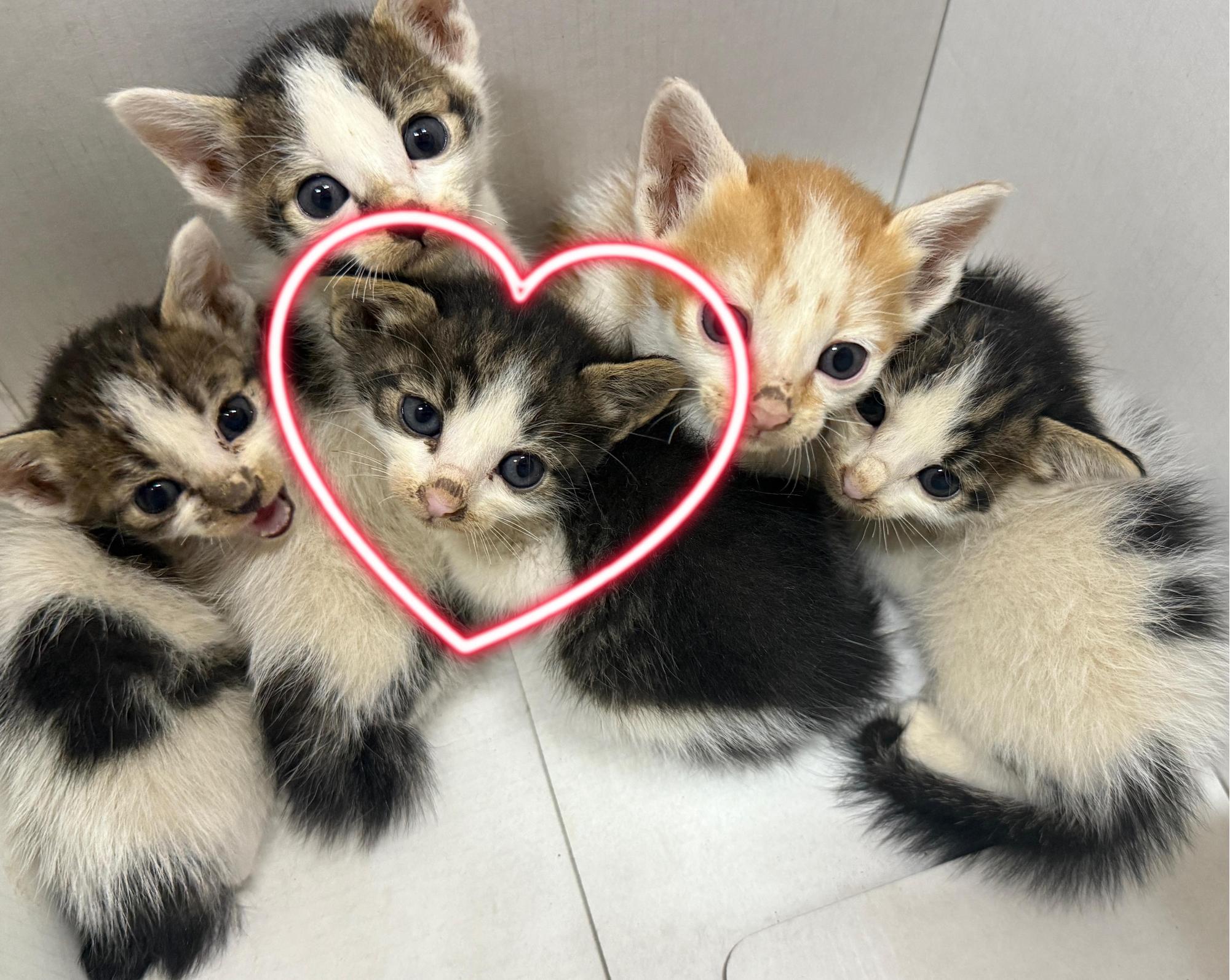 울산유기동물보호센터_431373202501107