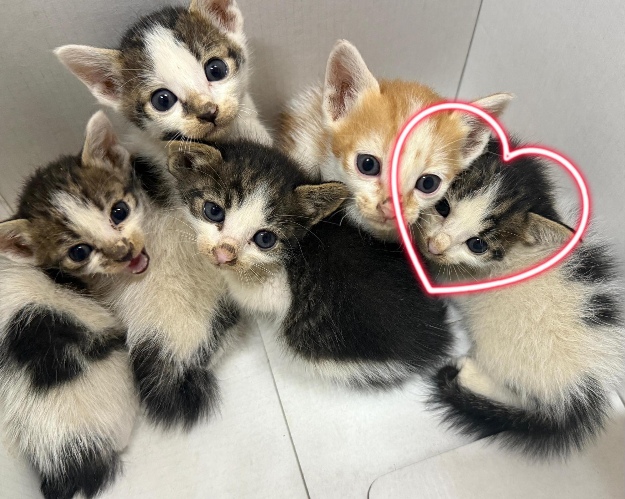 울산유기동물보호센터_431373202501109
