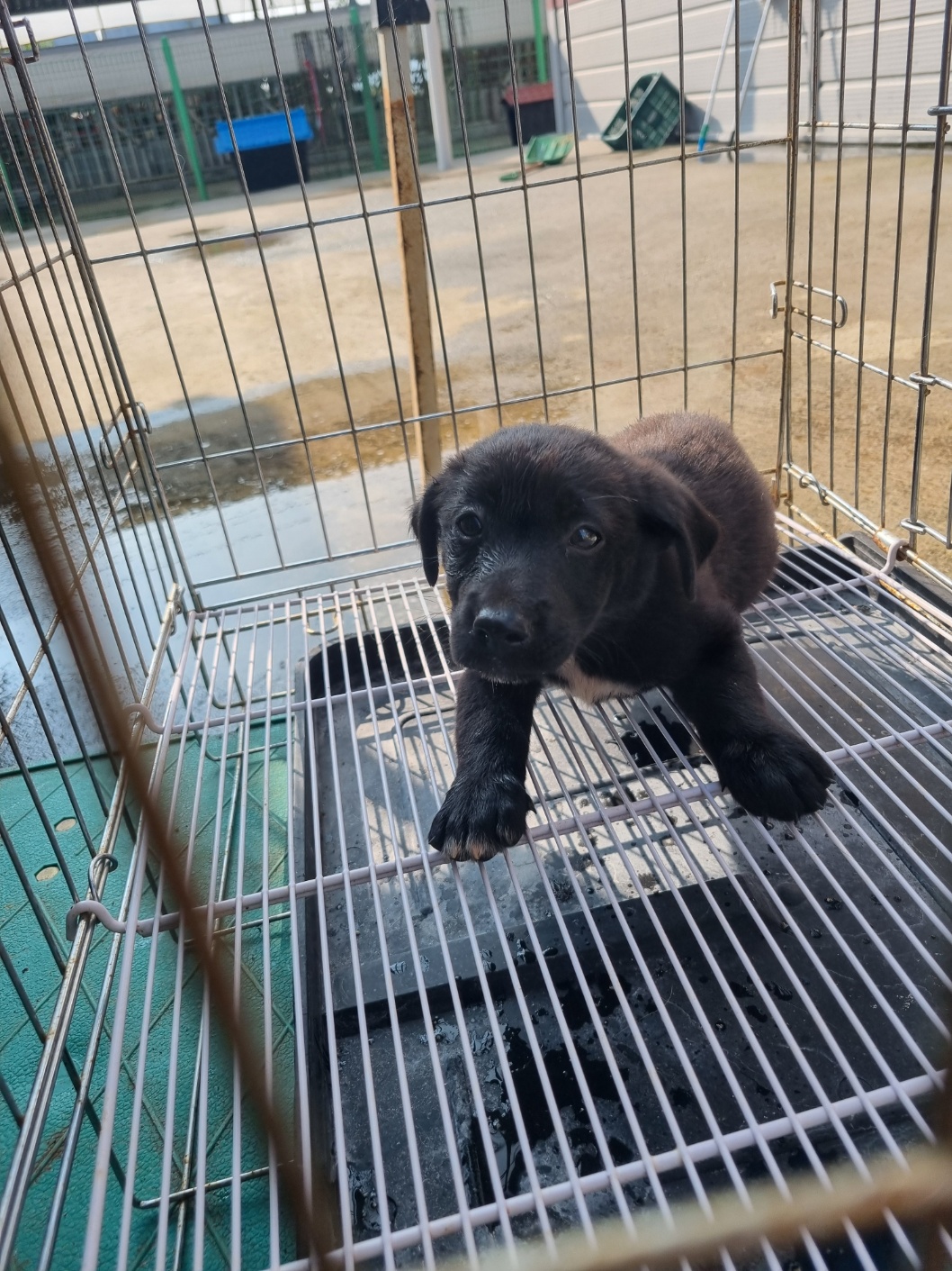 부안군 동물보호센터_445479202500979