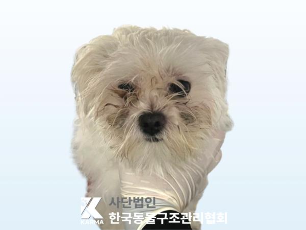 종료(반환) 말티즈…
