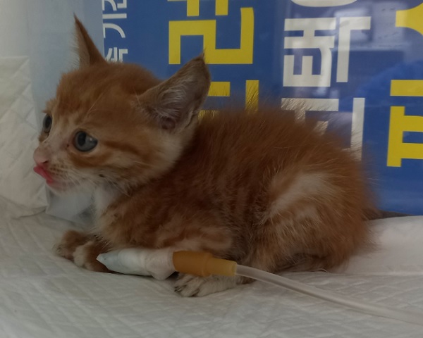 산타클라라동물병원_431369202500501