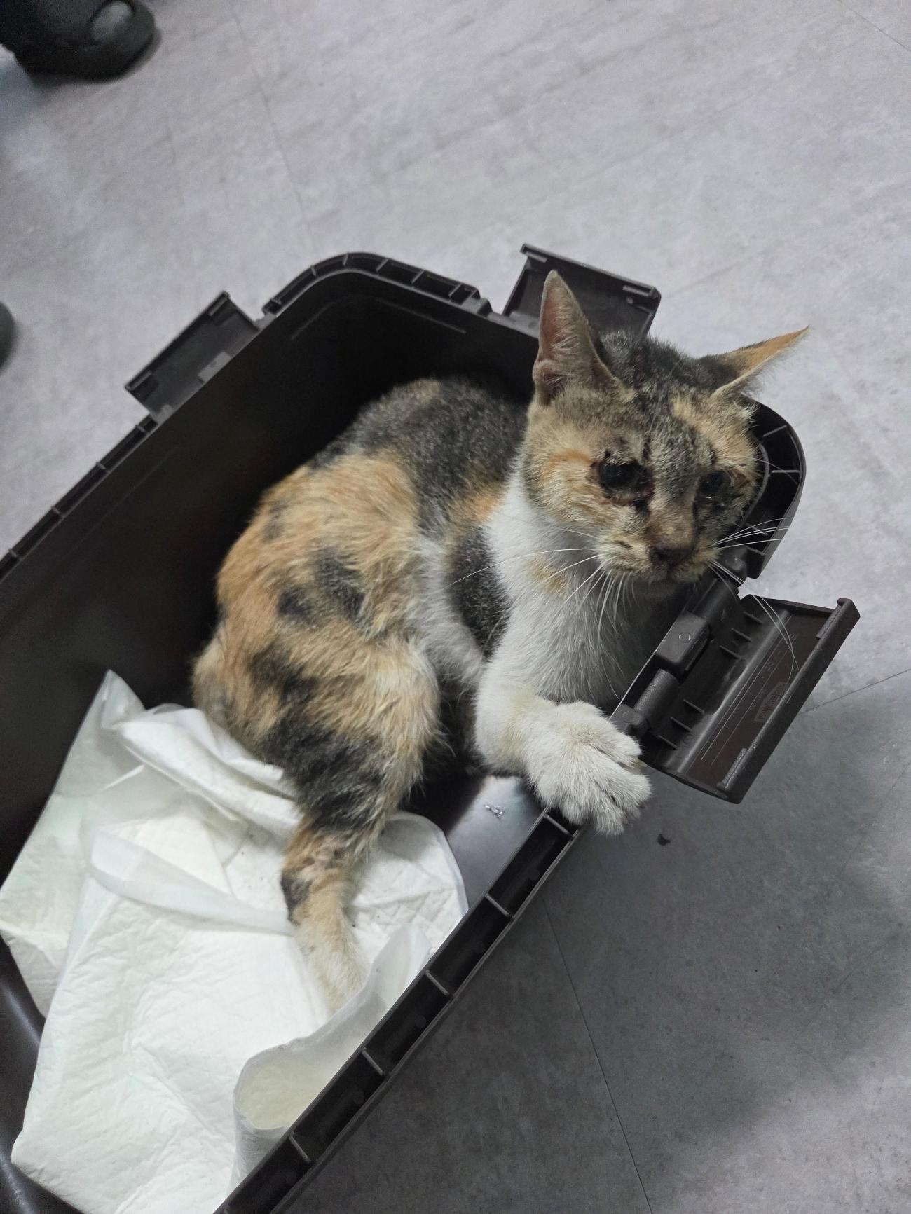 보호중 한국 고양이…