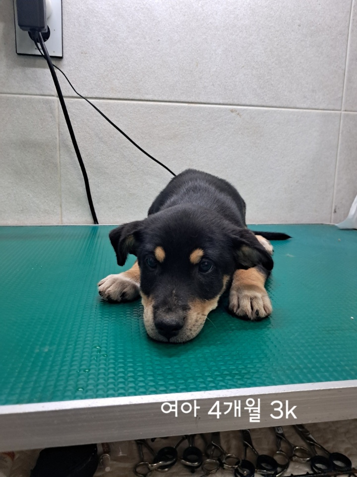 옥천동물병원_443443202500612