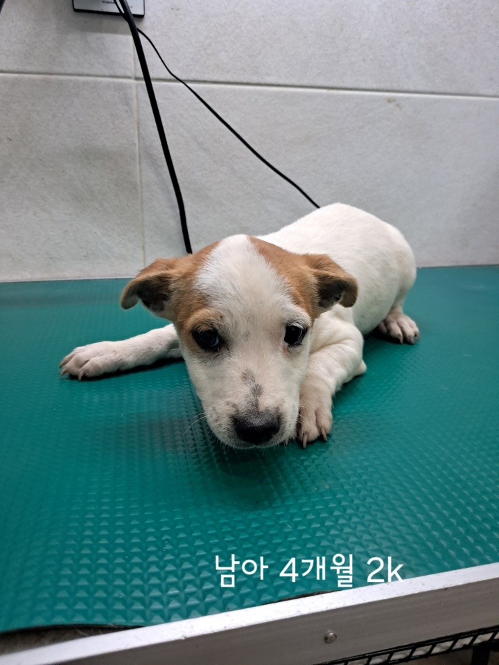 보호중 믹스견의 가…