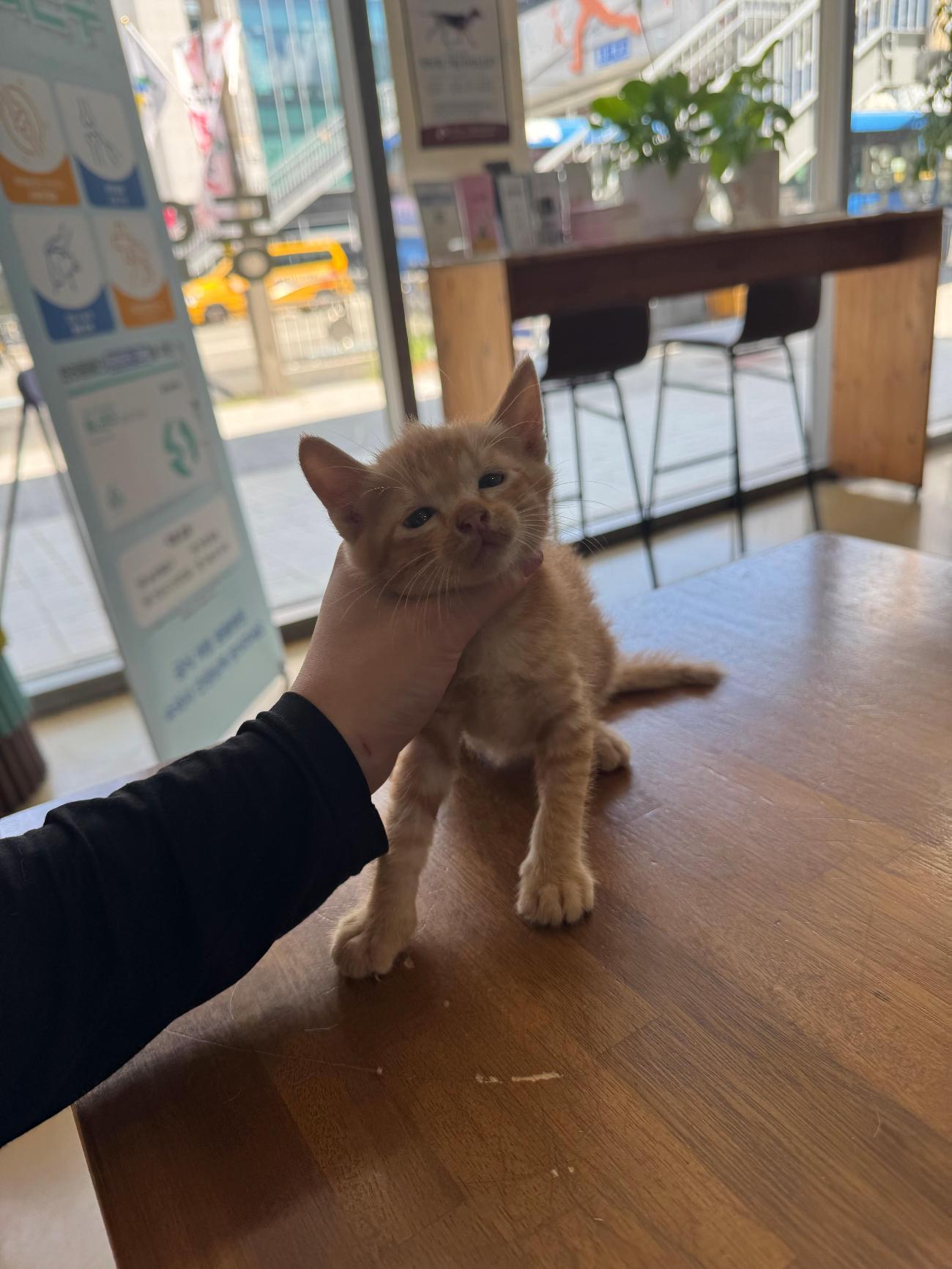 보호중 한국 고양이…