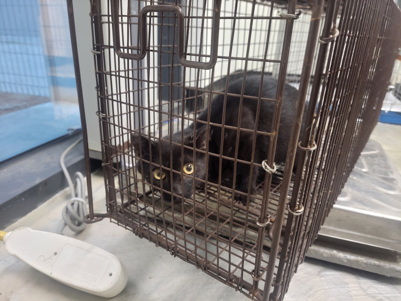 보호중 한국 고양이…