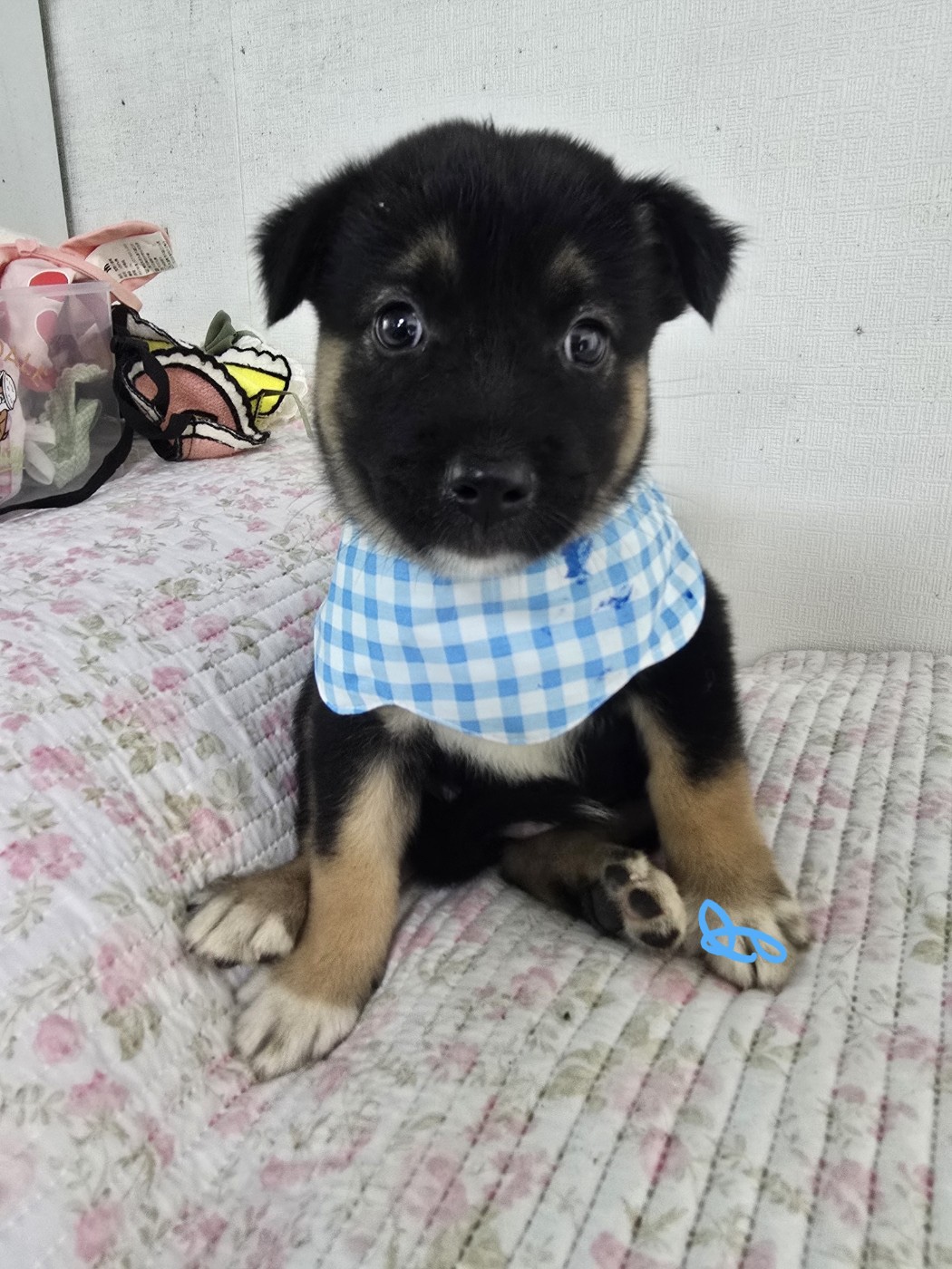 밀양시 동물보호센터_448536202500770
