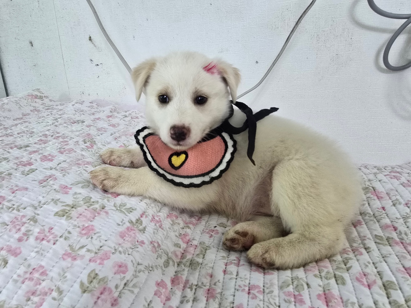 밀양시 동물보호센터_448536202500761
