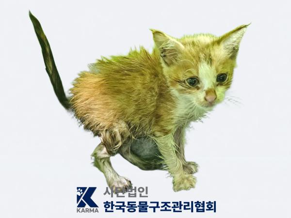 한국동물구조관리협회_411304202500375