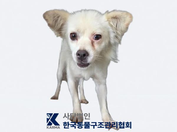 한국동물구조관리협회_441409202501198