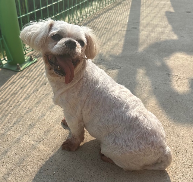 광양시 임시보호소_446484202500637