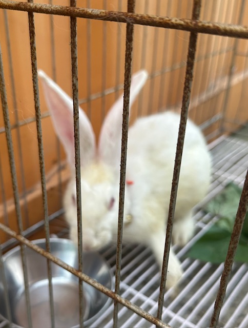 종료(입양) 기타축…