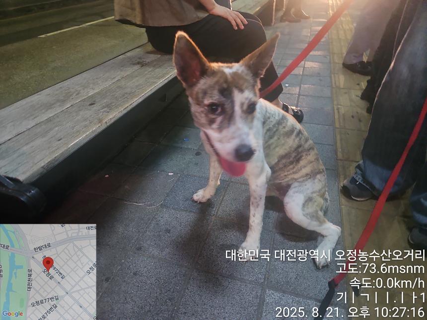종료(반환) 믹스견…