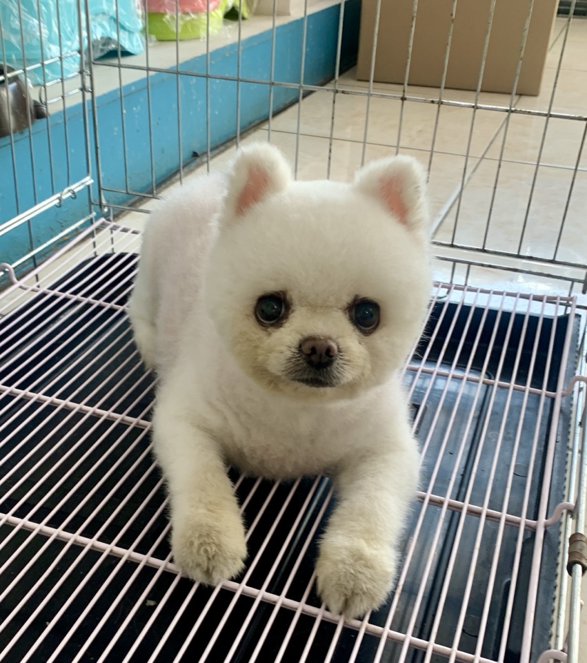 늘푸른동물병원_428354202500733