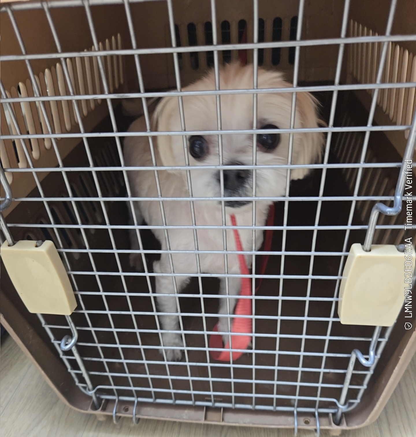 울산유기동물보호센터_431373202501123