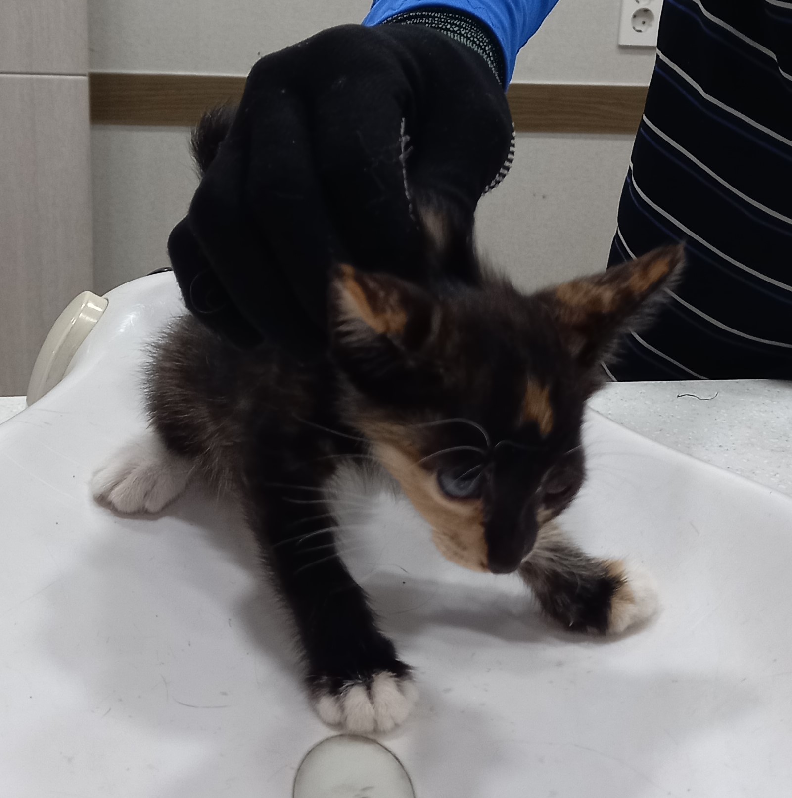 대구시수의사회(더펫)_427343202500759