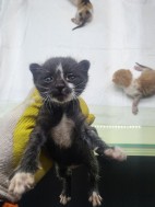 보호중 한국 고양이…
