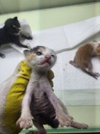 보호중 한국 고양이…