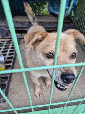 봉화군유기동물보호소_447524202500061