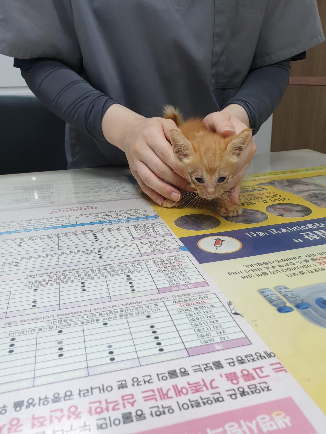 종료(자연사) 한국…