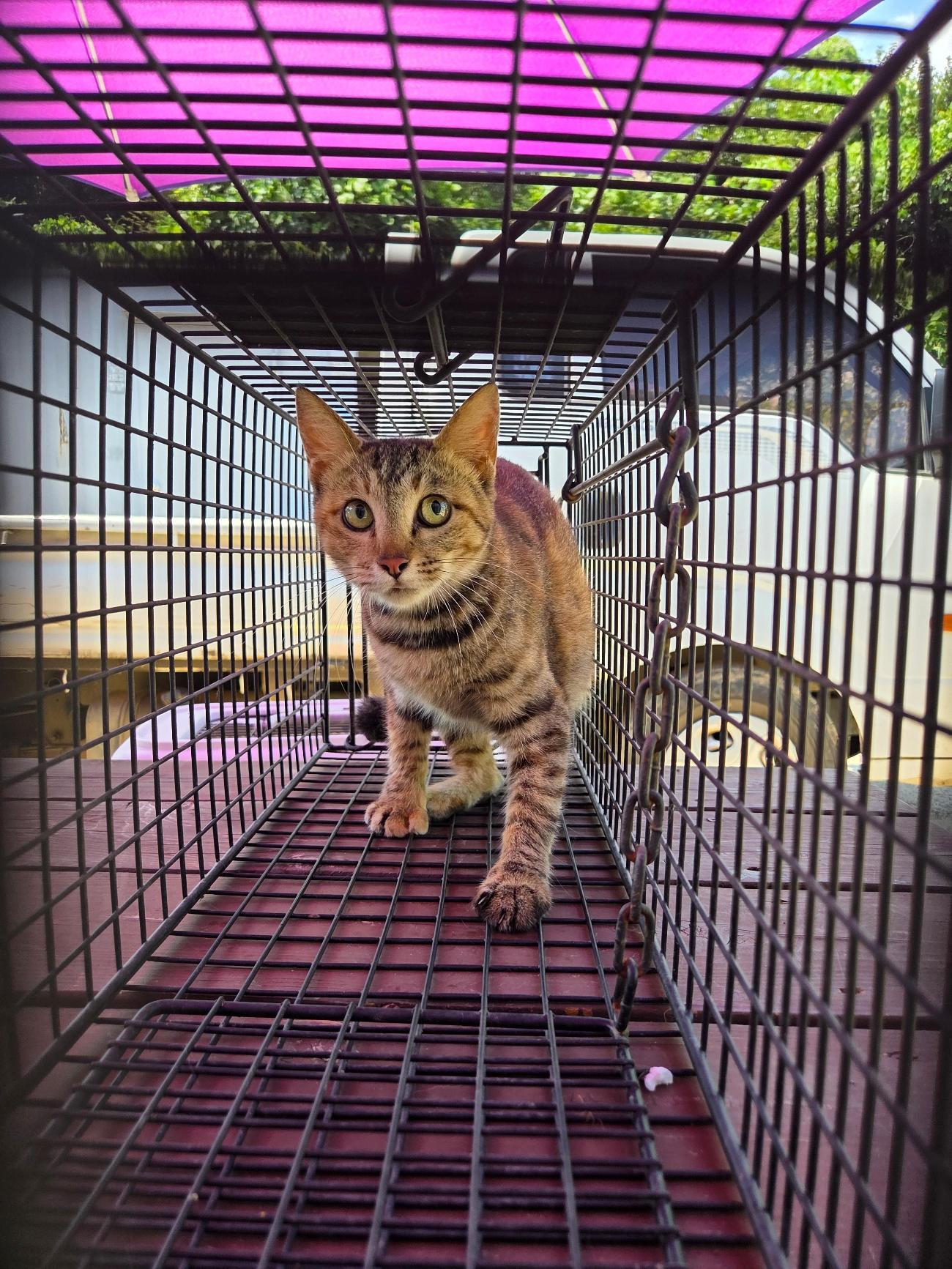 보호중 한국 고양이…