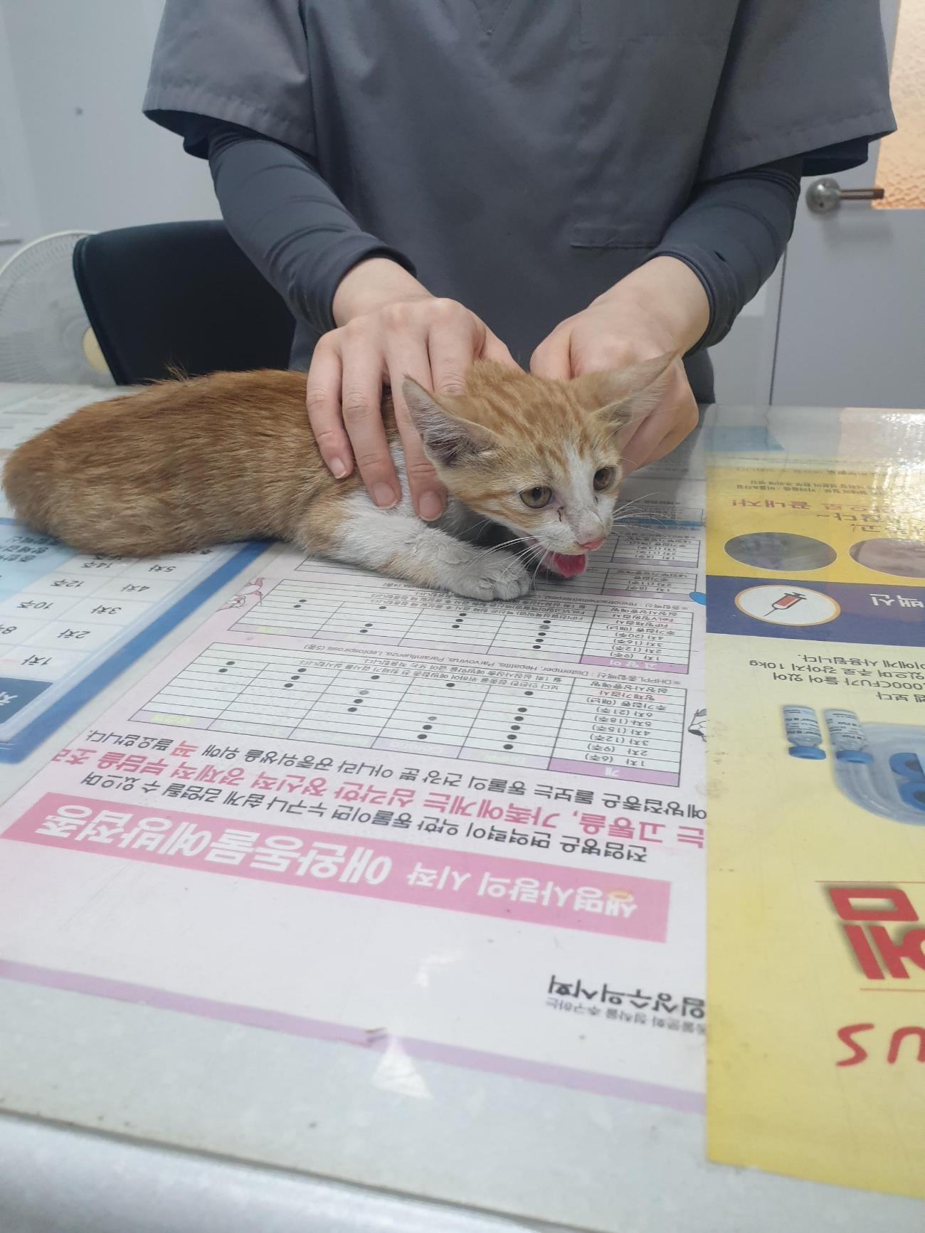 대구시수의사회(평리)_427343202500764