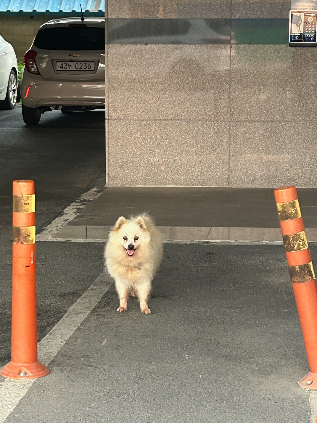 완주군유기동물보호소_445472202500399