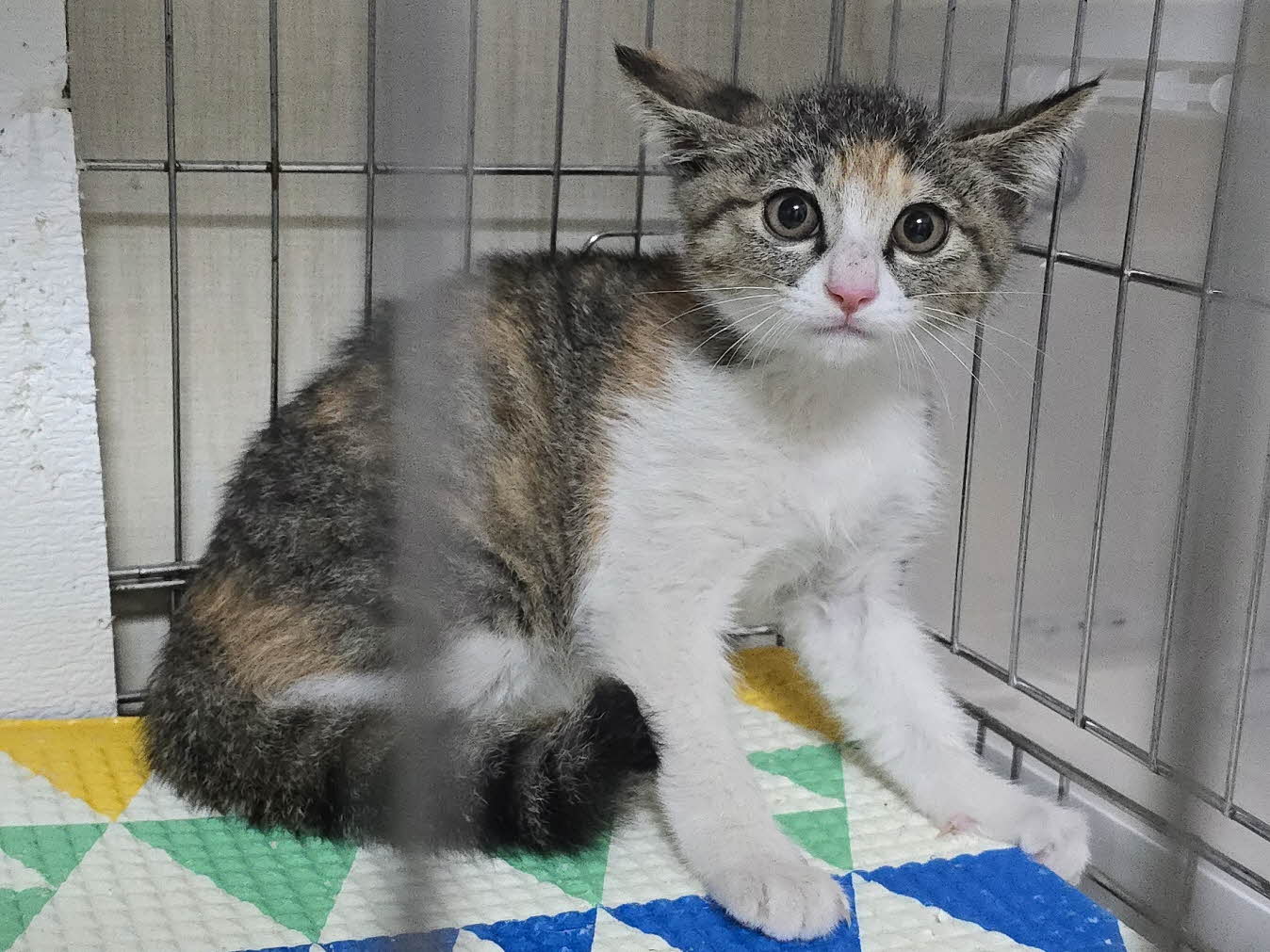 보호중 한국 고양이…