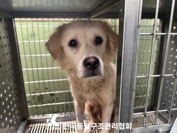 종료(반환) 믹스견…