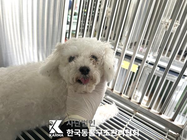 종료(기증) 말티즈…
