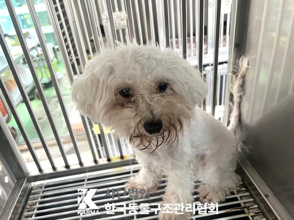 종료(입양) 비숑 …