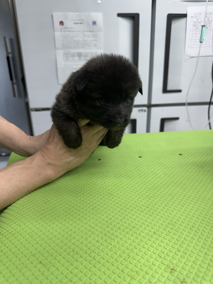 신공항동물병원_428349202500690