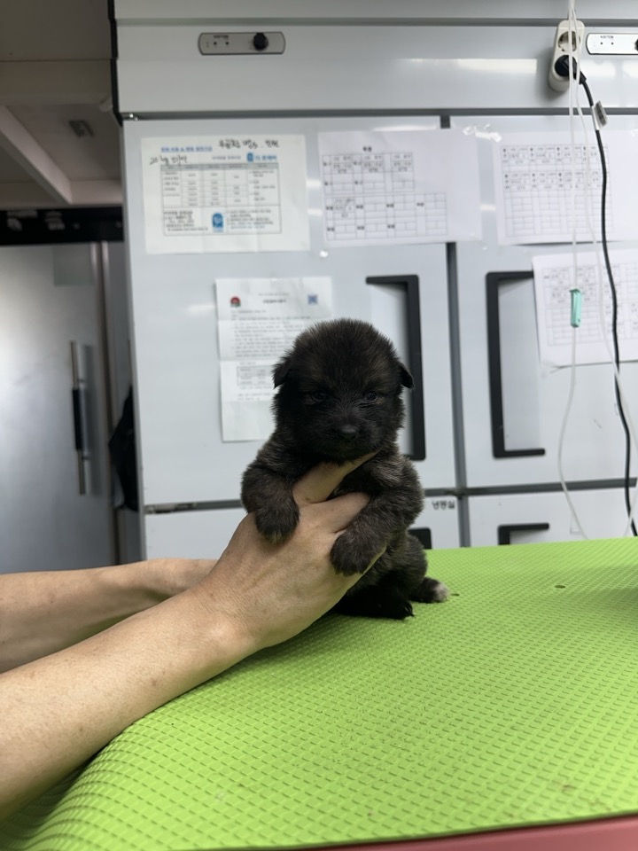 신공항동물병원_428349202500692